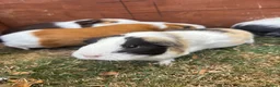 Guinea Pig rodents for sale: Guinea Pigs x4 (female) in Haverhill - Advert 4