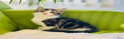 Mixed Breed cats for sale: Kittens for sale ,mixed breed, wonderful behaviour - Advert 26