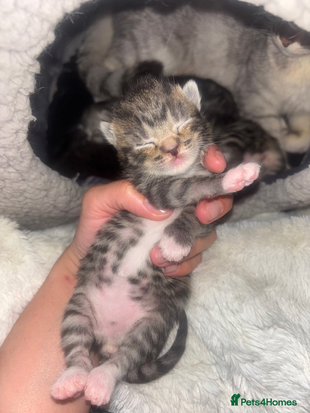 Scottish Fold cats for sale: Scottish Straight Kittens  - Image 1