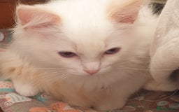 Ragdoll cats for sale: Beautiful GCCF Lilac and Cream Point kittens - Image 33