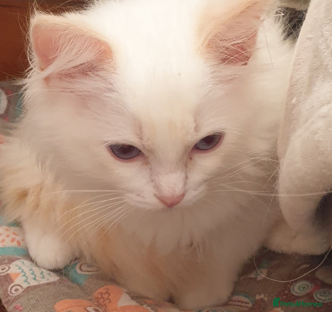 Ragdoll cats for sale: Beautiful GCCF Lilac and Cream Point kittens - Image 33