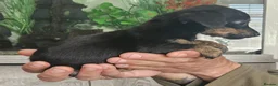 Chiweenie dogs for sale: Chiweenies looking for their forever home - Advert 4