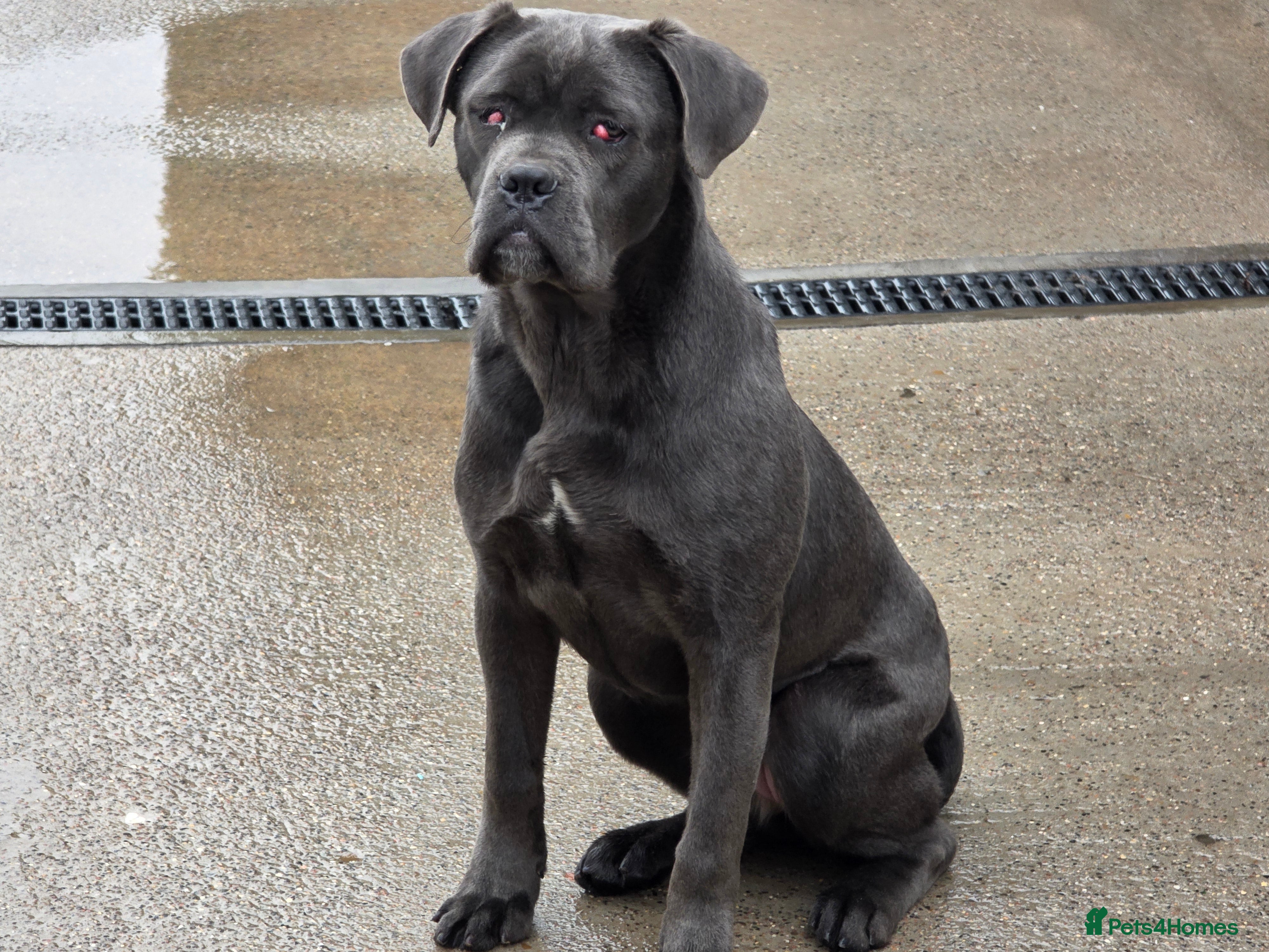 Cane Corso dogs BEAUTIFUL 7 MONTH OLD GREY FEMALE CANE CORSO - Advert 3