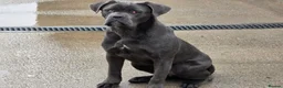 Cane Corso dogs for sale: BEAUTIFUL 7 MONTH OLD GREY FEMALE CANE CORSO - Advert 1