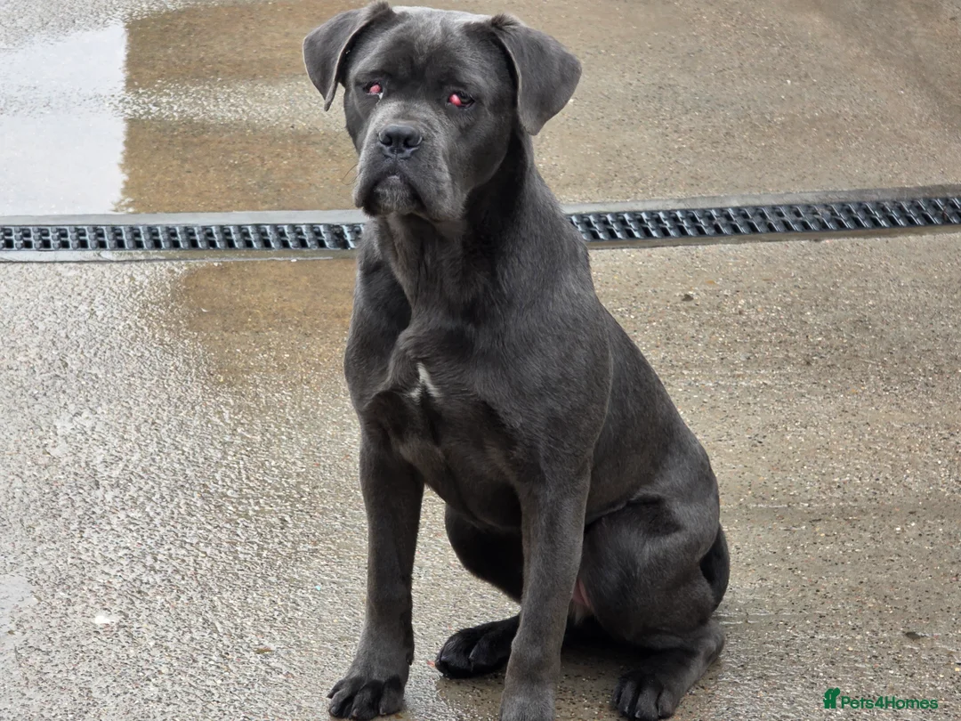 Cane Corso dogs for sale: BEAUTIFUL 7 MONTH OLD GREY FEMALE CANE CORSO - Advert 1
