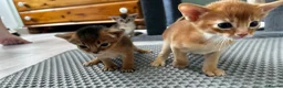 Abyssinian cats for sale: Abyssinian kittens  - Advert 14