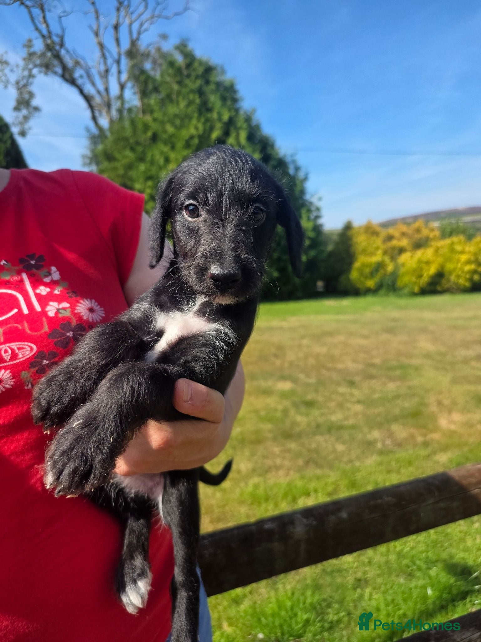 Mixed Breed dogs Quality Bedlington Terrier X Whippet Puppies - Advert 1