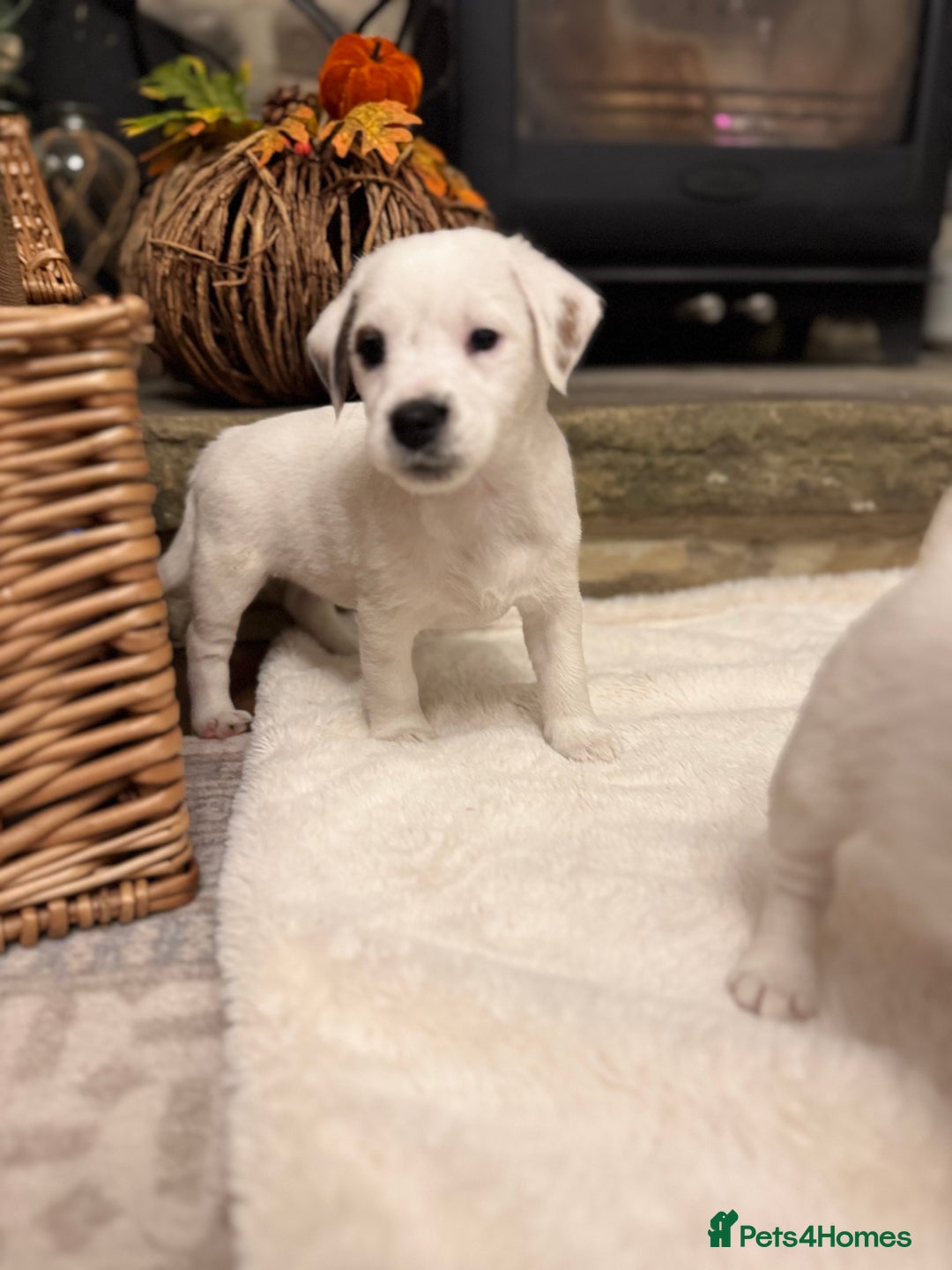 Jack Russell dogs for sale: Jack Russell Puppies *Ready Now* - Image 37