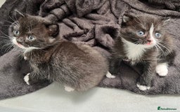 British Shorthair cats for sale: British blue x - Image 10
