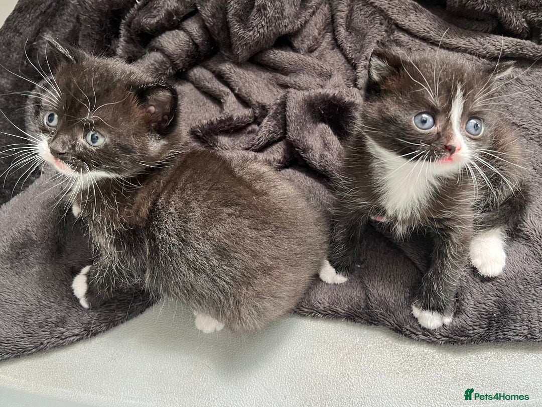 British Shorthair cats for sale: British blue x - Image 10