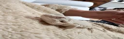 Bearded Dragon reptiles for sale: Zero leatherback bearded dragon and set up in Blaenau Ffestiniog - Advert 5