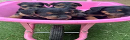 Lakeland Terrier dogs for sale: Lakeland terrier puppies - Advert 4