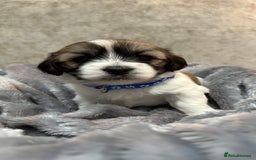 Mixed Breed dogs for sale: La Chon Puppies!  - Image 4