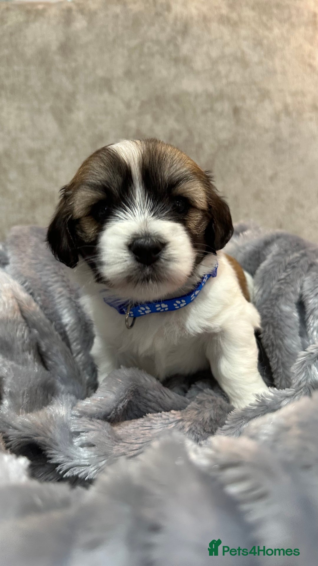 Mixed Breed dogs for sale: La Chon Puppies!  - Image 4