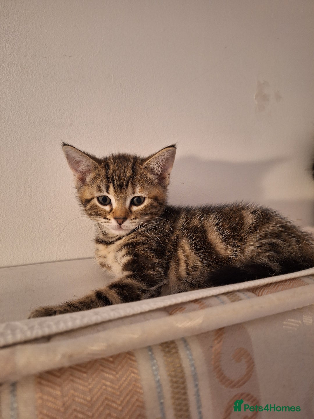Domestic Shorthair cats for sale: ✨️ Beautiful 2 kittens 🩷🩵 Ready for homes now ✨️ - Image 16