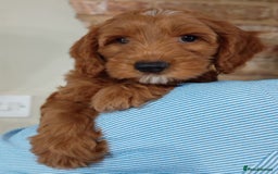 Australian Labradoodle dogs for sale: Miniature Australian labradoodle pups 100% Pure  - Image 2