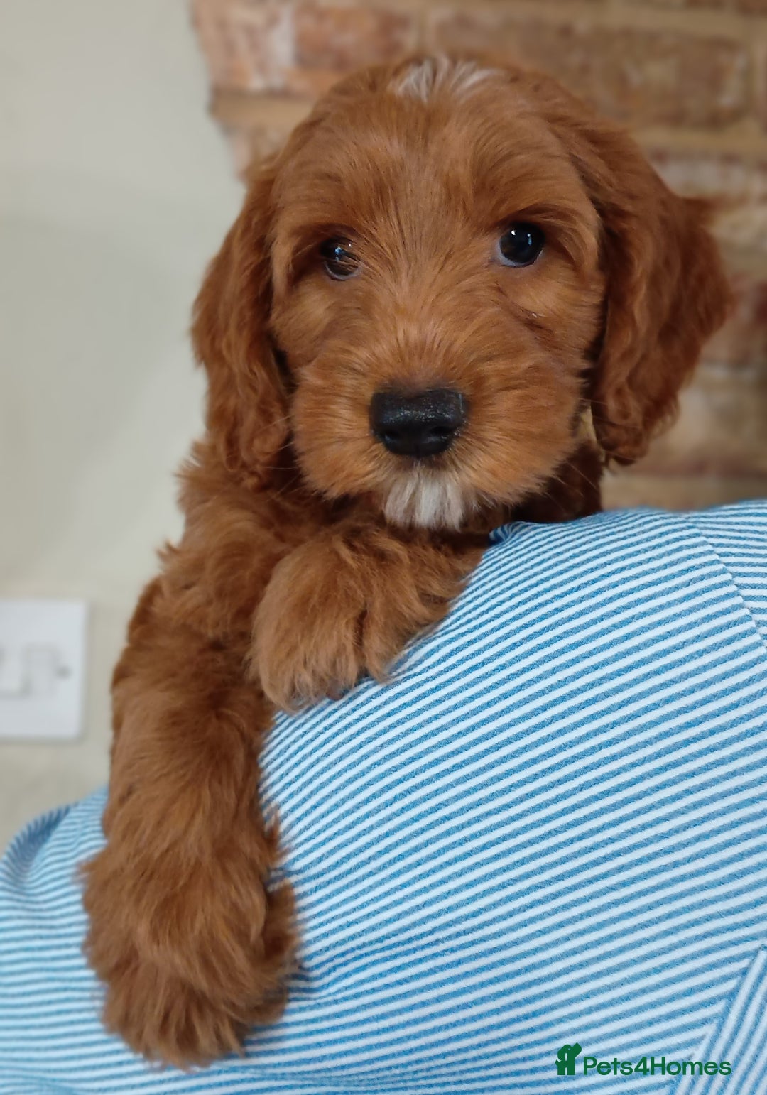 Australian Labradoodle dogs for sale: Miniature Australian labradoodle pups 100% Pure  - Image 2