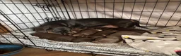 Miniature Dachshund dogs for sale: Gorgeous KC Miniature shorthair Dachshund Puppies  - Advert 2