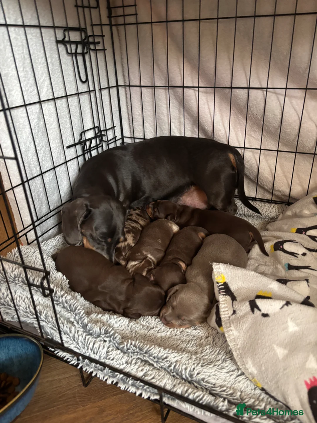Miniature Dachshund dogs for sale: Gorgeous KC Miniature shorthair Dachshund Puppies  - Advert 2