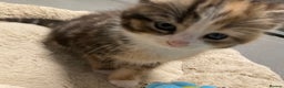 American Shorthair cats for sale: Stunning 8 week old girl American shorthair kitten - Advert 7