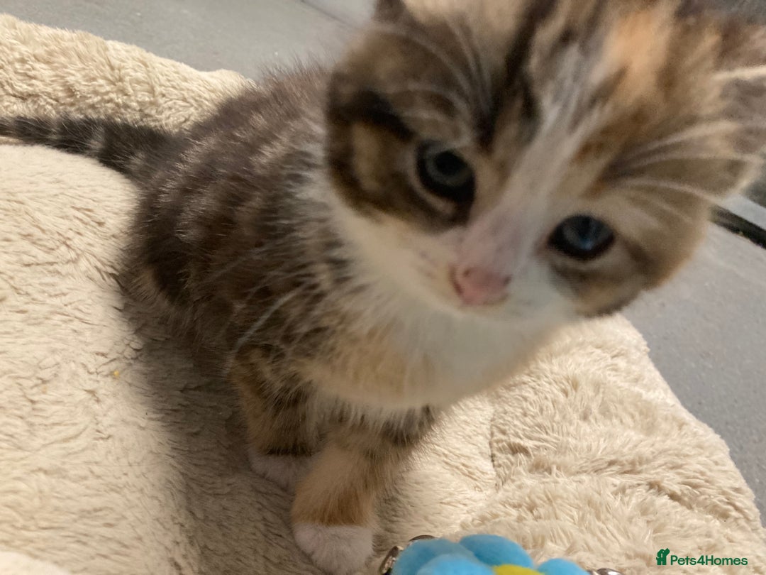 American Shorthair cats for sale: Stunning 8 week old girl American shorthair kitten - Advert 7