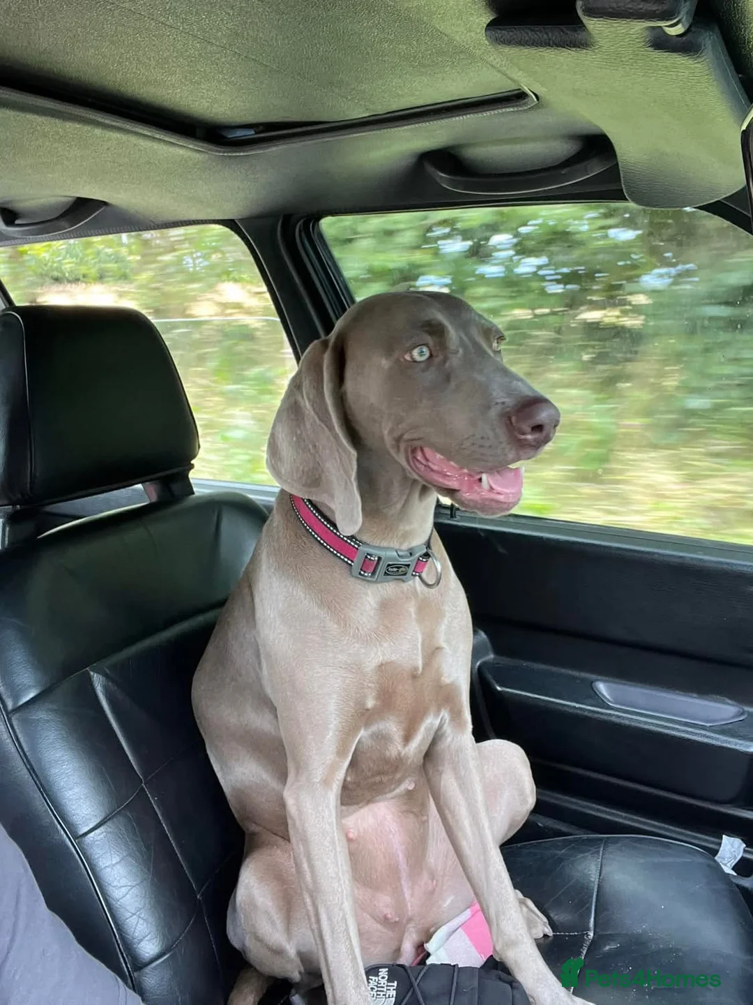 Weimaraner dogs for sale: Hallie  - Advert 12