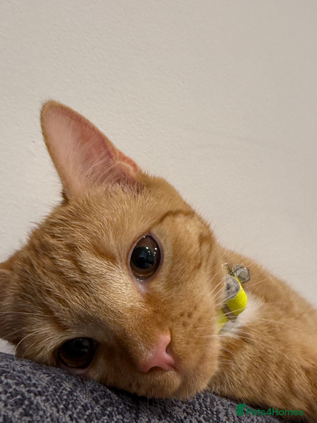 Mixed Breed cats for sale: Ginger cat/ 7 months old  - Image 14