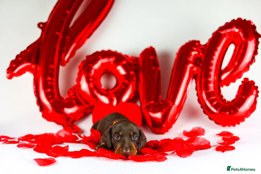 Miniature Dachshund dogs for sale: Miniature dachshund puppies  - Advert 8