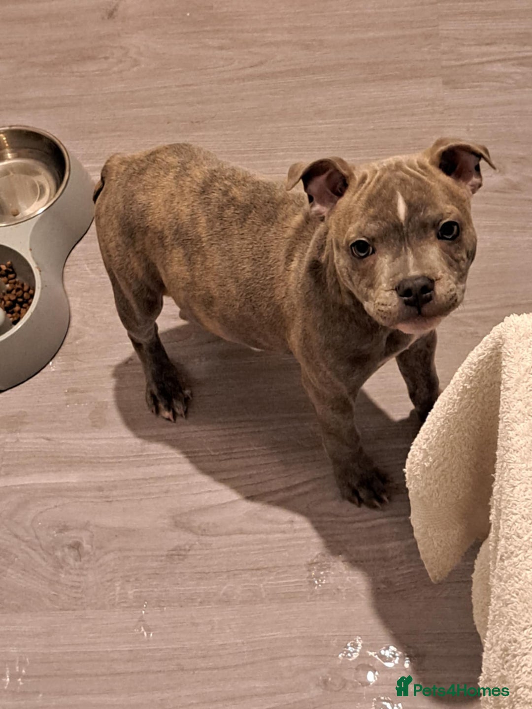 Staffordshire Bull Terrier dogs for sale: Blue Brindle Staffy Pup  - Advert 10