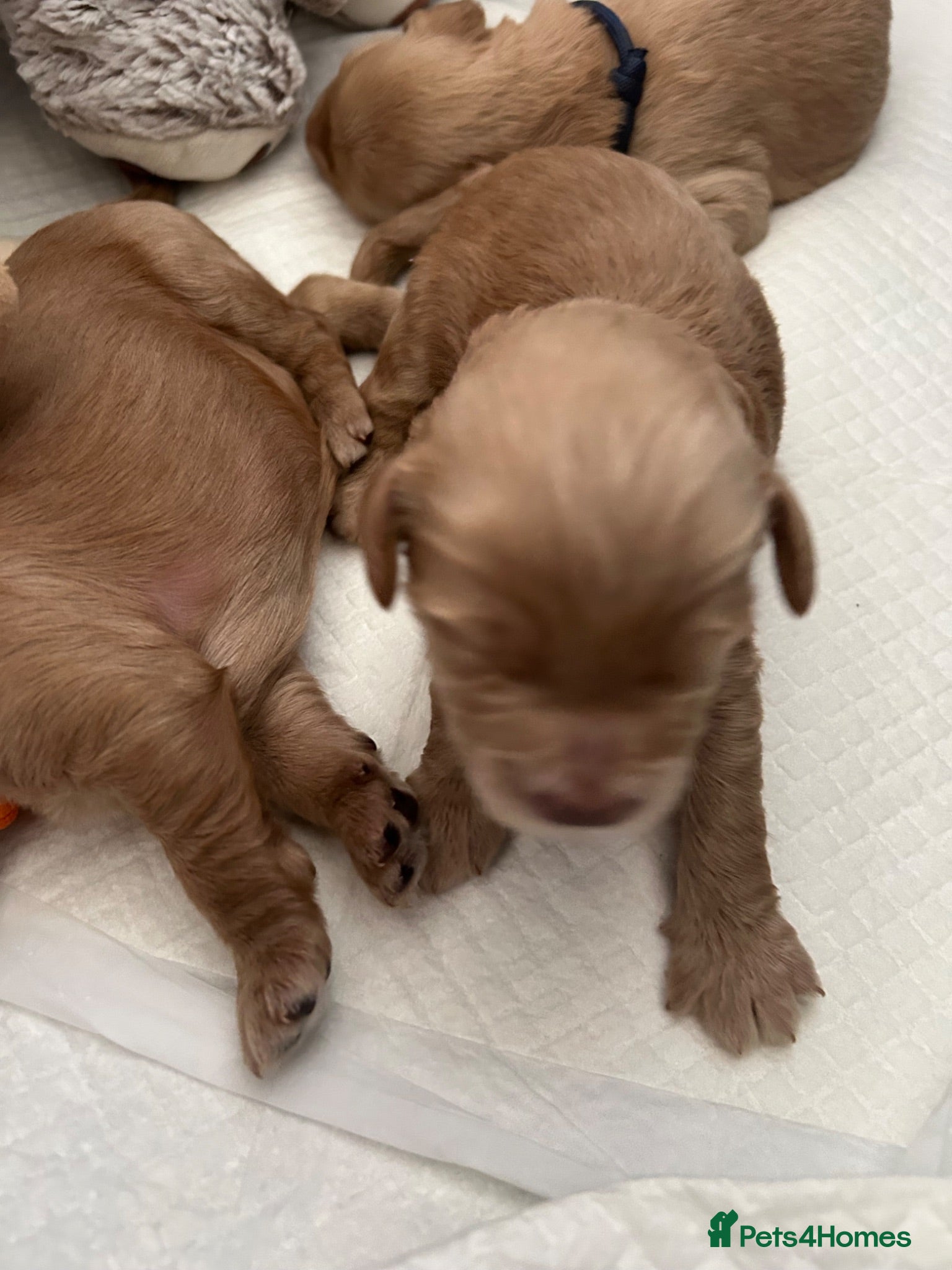 Labradoodle dogs Cute 🥰 Miniature Labradoodle Pups  - Advert 1