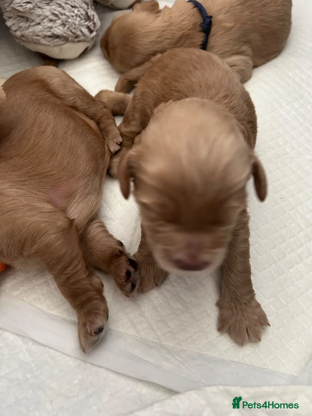 Labradoodle dogs for sale: Cute 🥰 Miniature Labradoodle Pups  - Advert 1