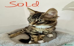 Mixed Breed cats for sale: 5 Beautiful Mixed Bengal Litter ready to go! - Image 8