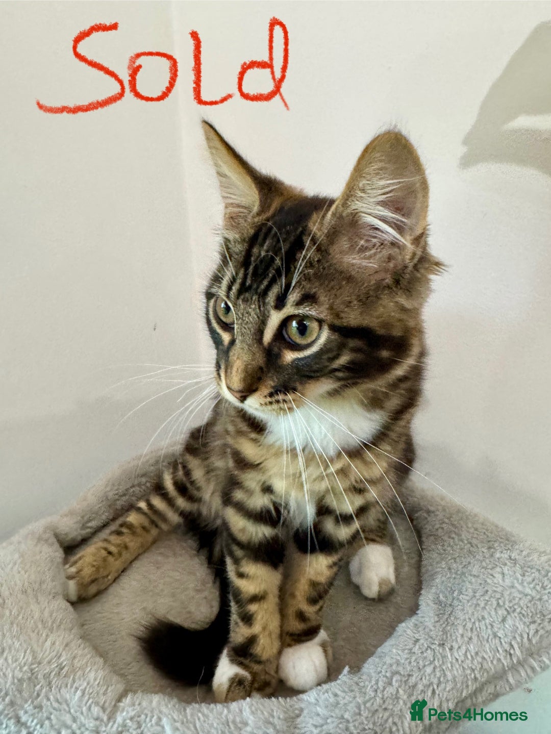 Mixed Breed cats for sale: 5 Beautiful Mixed Bengal Litter ready to go! - Image 8