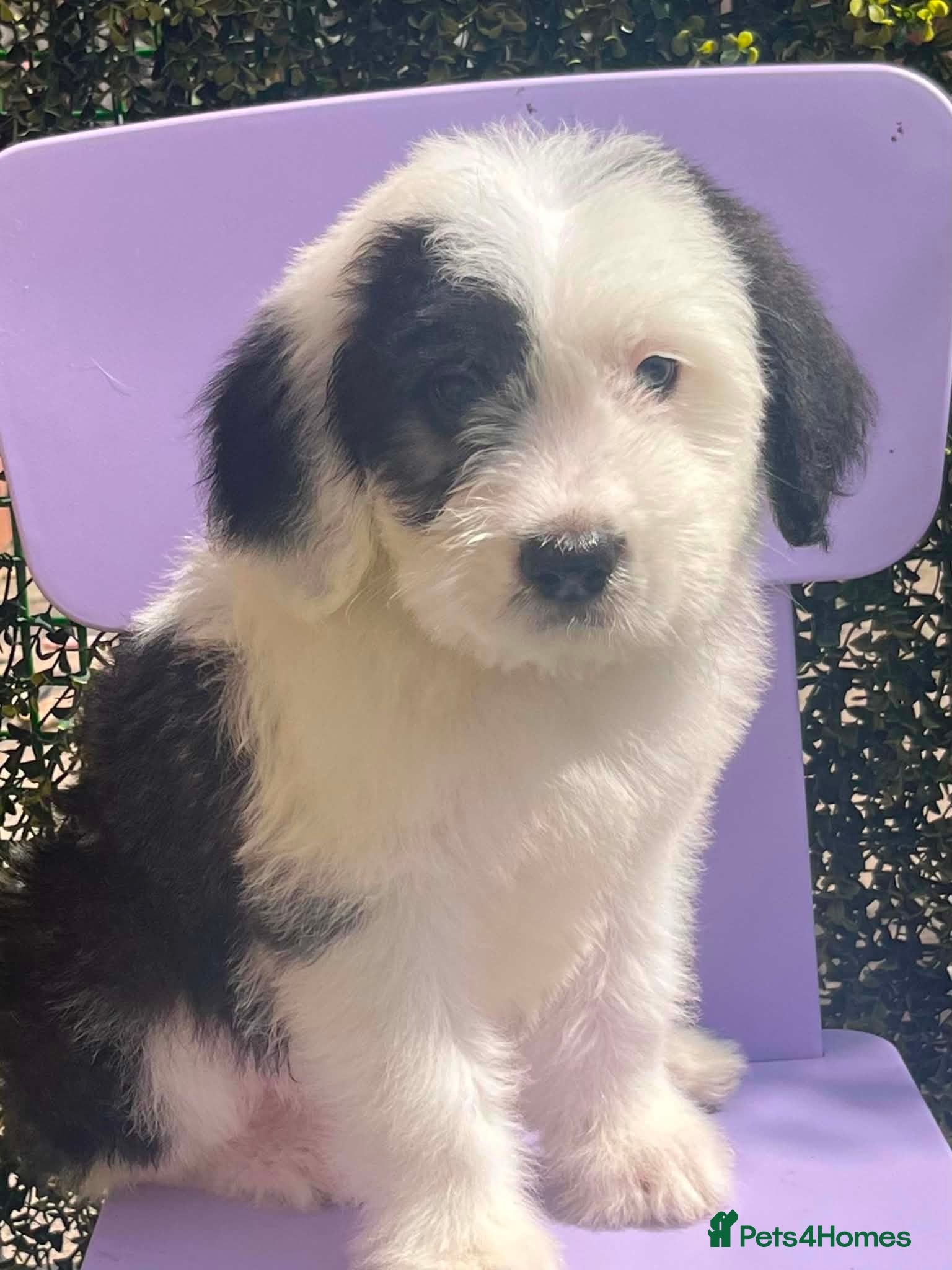 Old English Sheepdog dogs Old English x St Bernard SCOTLAND - Advert 3