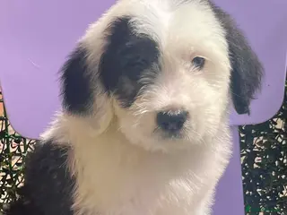 Old English Sheepdog dogs Old English x St Bernard SCOTLAND - Advert 3