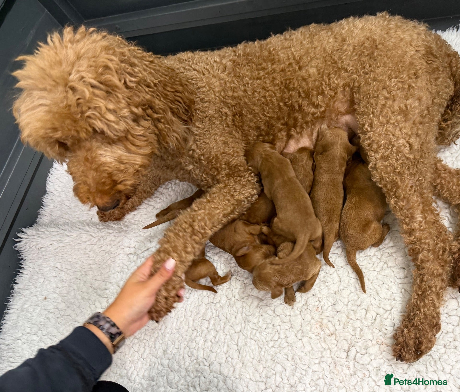 Goldendoodle dogs F1 Goldendoodle Puppies  - Advert 2