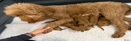 Goldendoodle dogs for sale: F1 Goldendoodle Puppies  - Advert 2