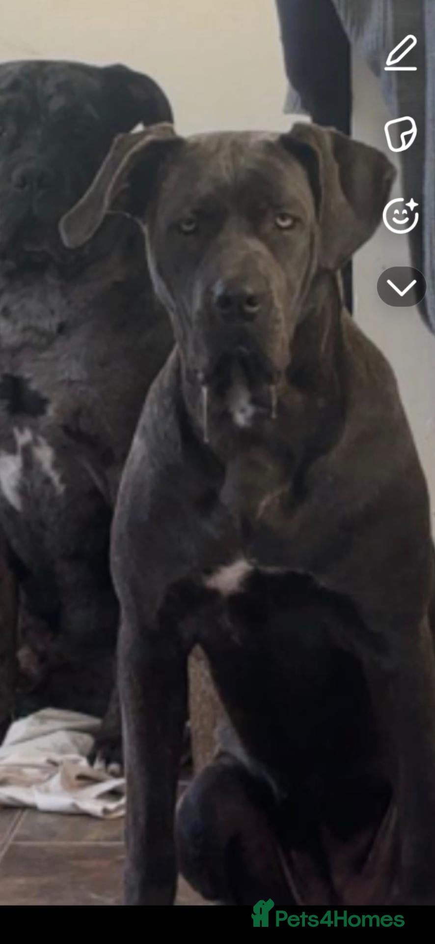Cane Corso dogs Cane corso female for sale  - Advert 3