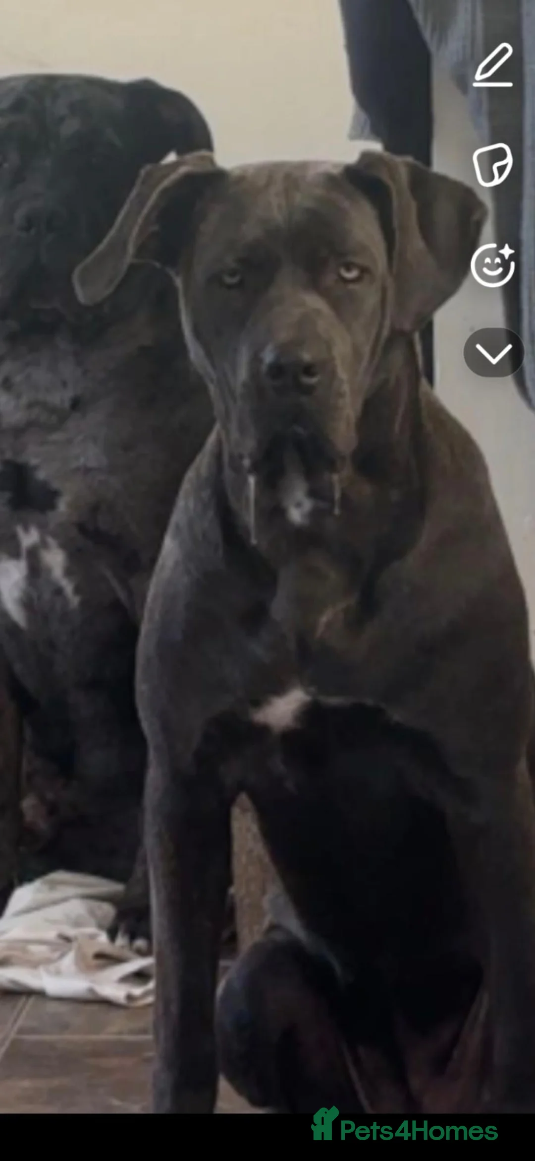 Cane Corso dogs for sale: Cane corso female for sale  in Stafford - Advert 1