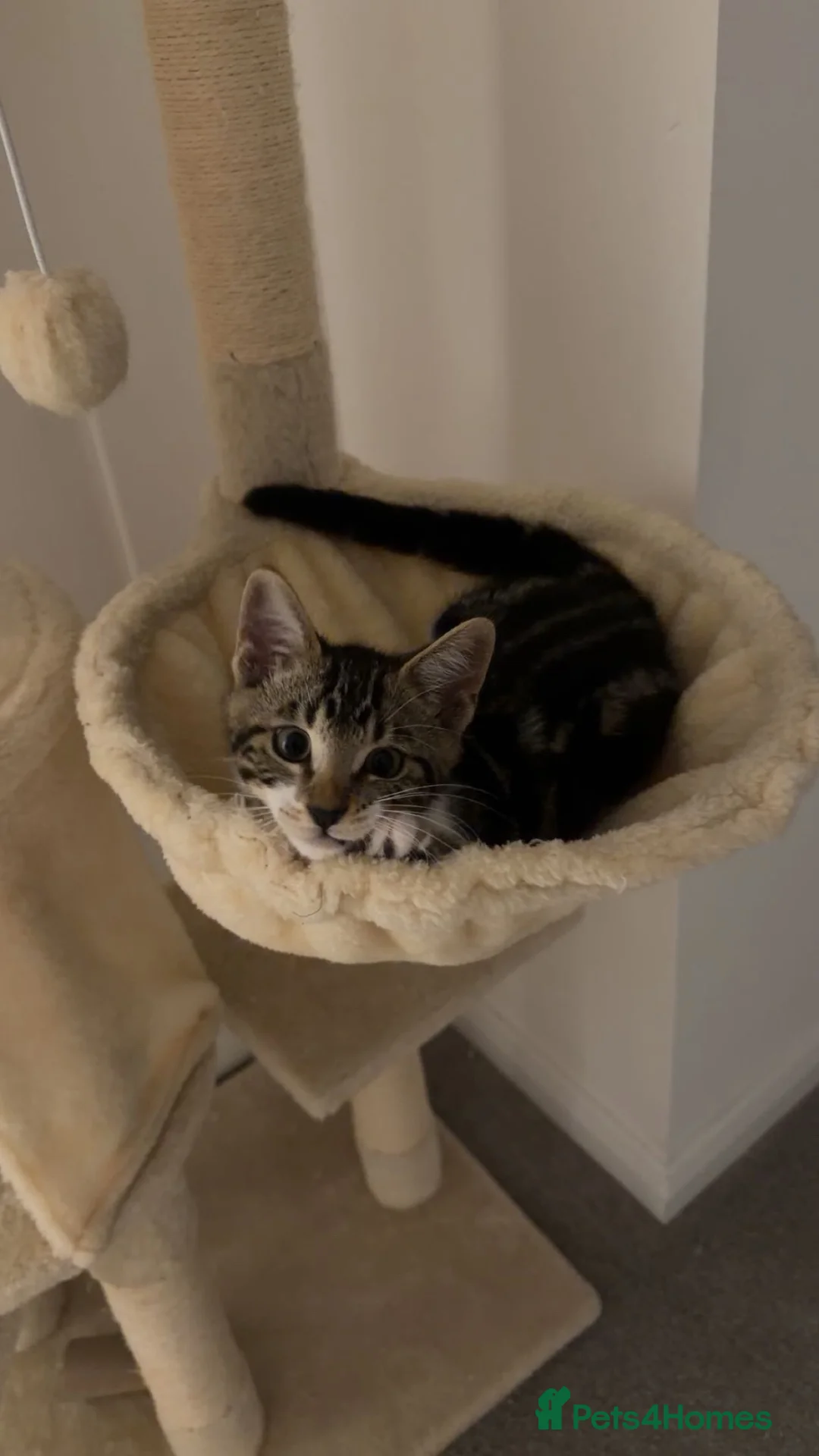 Bengal cats for sale: £150- Half Bengal Male Kitten - Advert 2