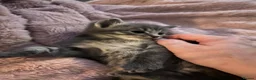 Mixed Breed cats for sale: Ragdoll x Bengal kittens  in Glasgow - Advert 6