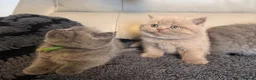 British Shorthair cats for sale: British blue shorthair  - Advert 6