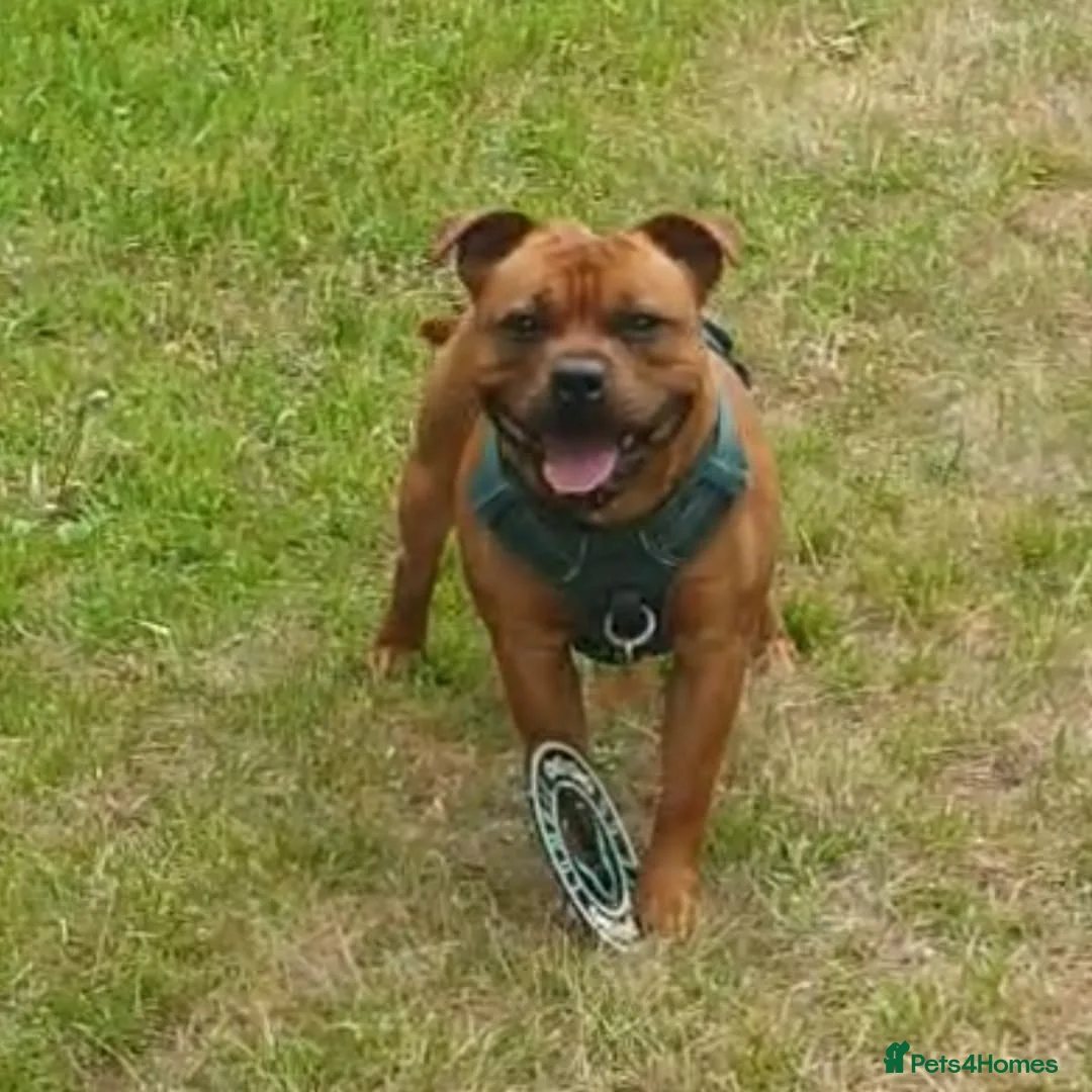 Staffordshire Bull Terrier dogs for stud: 🥨CHIEF CHAMPION SIRED. 🥨🏆  in Rochdale - Advert 30