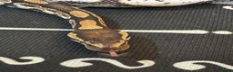 Python Snake reptiles for sale: Beautiful Pastel Sugar Royal Python - Advert 6