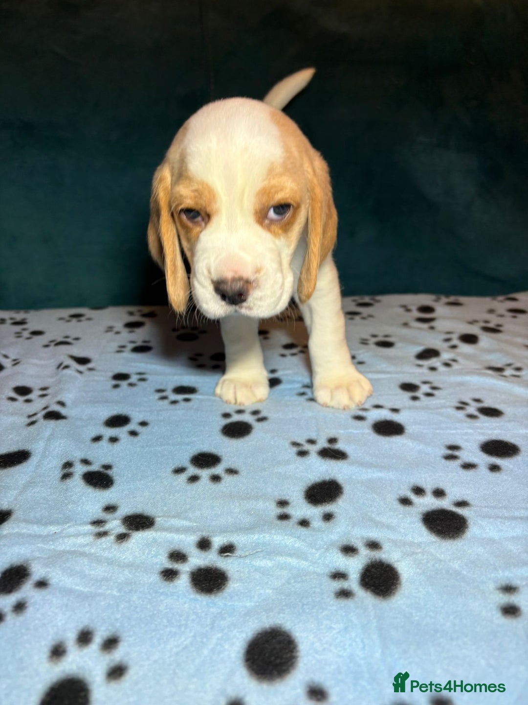 Beagle dogs for sale: Adorable Beagle Puppies for Sale - Advert 26