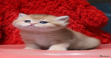 British Shorthair cats - Advert 8