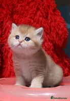 British Shorthair cats - Advert 16