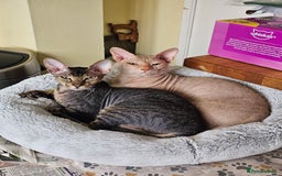 Sphynx cats for sale: Sphynx x Siamese kittens - Image 28