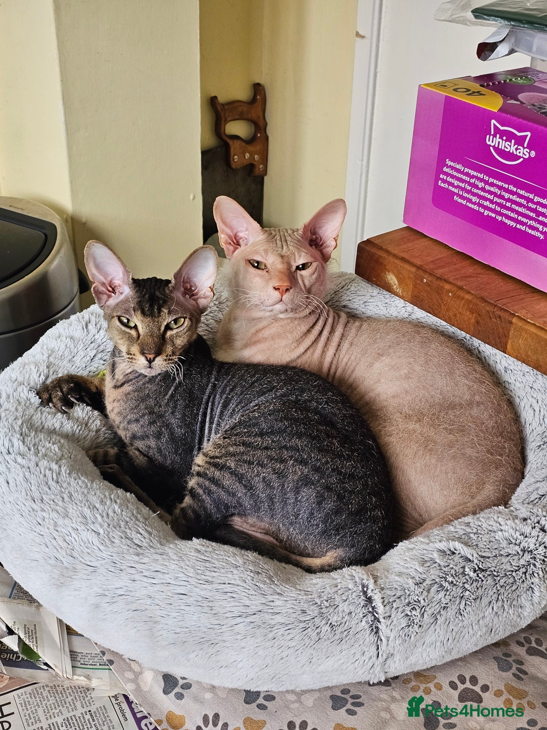 Sphynx cats for sale: Sphynx x Siamese kittens - Image 28