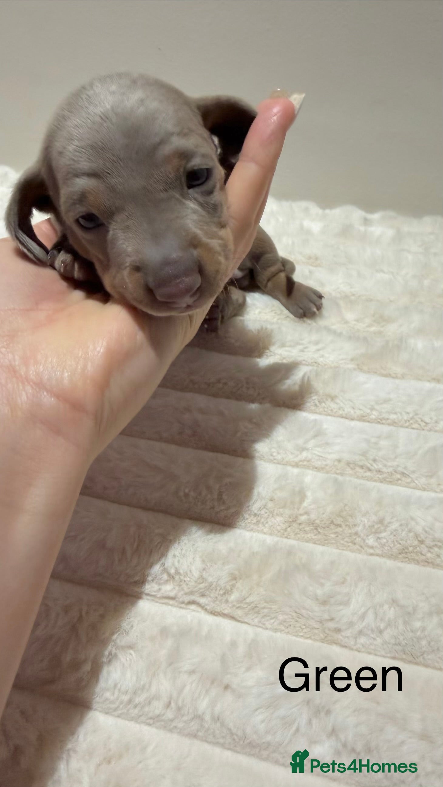 Miniature Dachshund dogs for sale: 🐾 Miniature Dachshund Puppies For Sale 🐾  - Advert 15